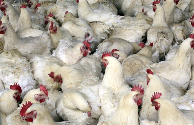 Chickens and quail are highly susceptible to H7N9