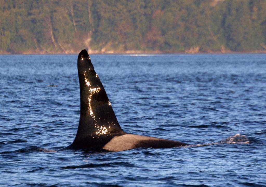 Researchers are learning more about killer whales, trying to understand how diseases and contaminants are contributing to their decline.