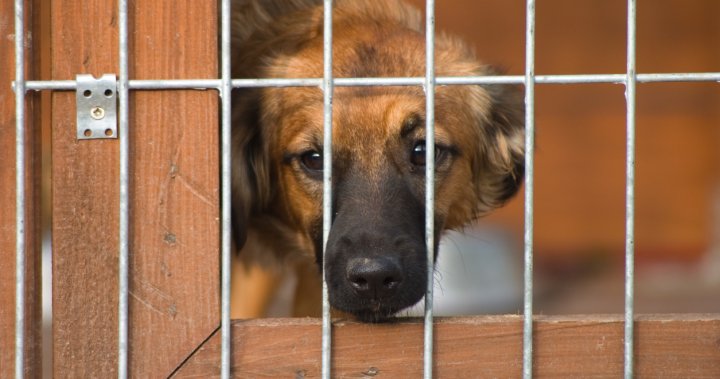 12 кучета, иззети от дома в Thames Centre, Ont., собственикът е обвинен