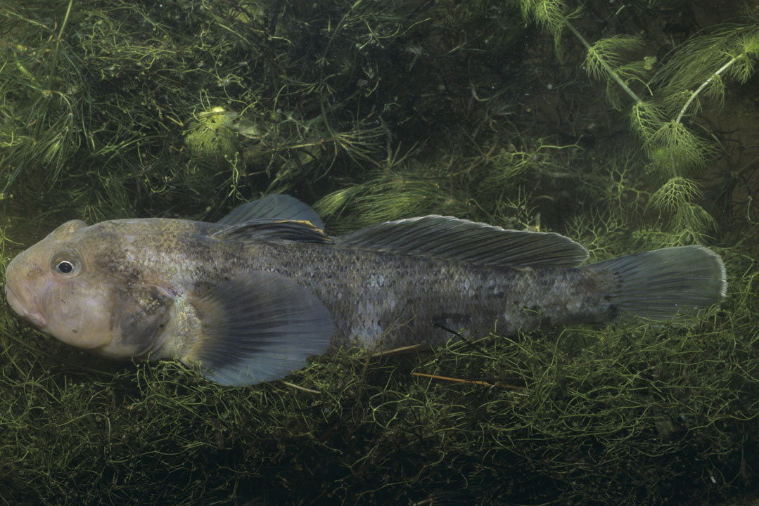 The round goby is threatening aquatic life in the Great Lakes. (Photo by Gary Meszaros/Getty Images).