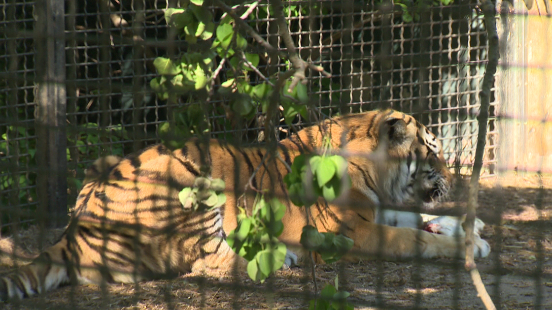 Amur tiger Assiniboine Park Zoo Winnipeg Manitoba
