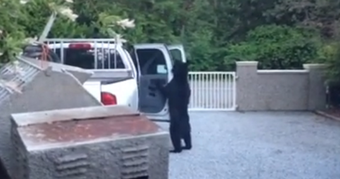 A brazen bear was caught breaking into a car in Maple Ridge. 