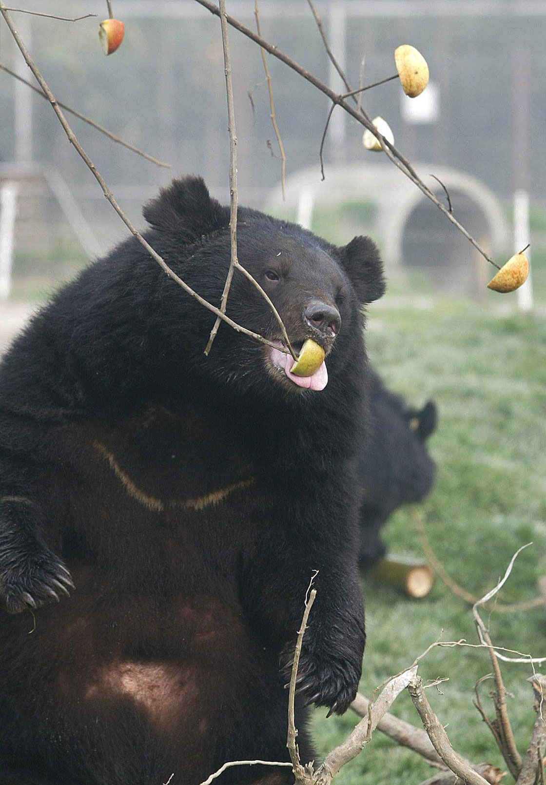 A rescued Black Bear reaches for an apple in a sanctuary at the Moon Bear Rescue Center in Southwest China. The opening of the rescue center in 2002 is part of a campaign to curb bear bile farming for medical purposes.