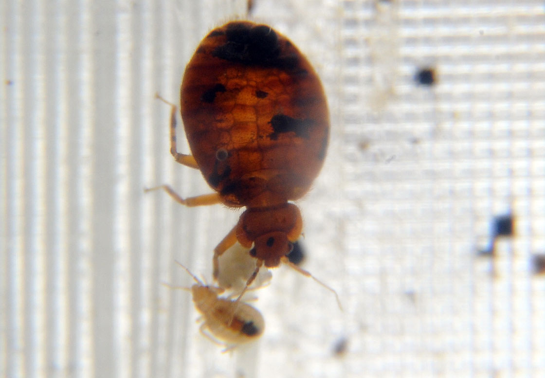 Bed bugs crawl around in a container on display during the 2nd National Bed Bug Conference in Washington, DC, February 2, 2011.