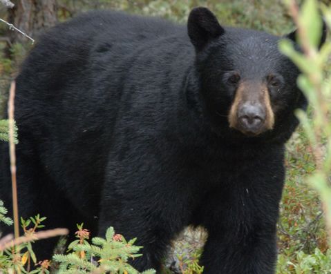 Black bear sightings have been reported in Donkin, River Ryan, South Bar, near Louisbourg and on the highway between Sydney and Glace Bay. (File photo).