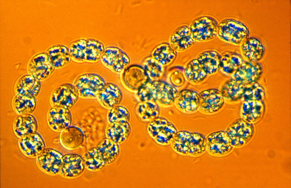 Cyanobacteria make an excellent candidate for the Mars project for their ability to convert nitrogen and produce oxygen in harsh environments