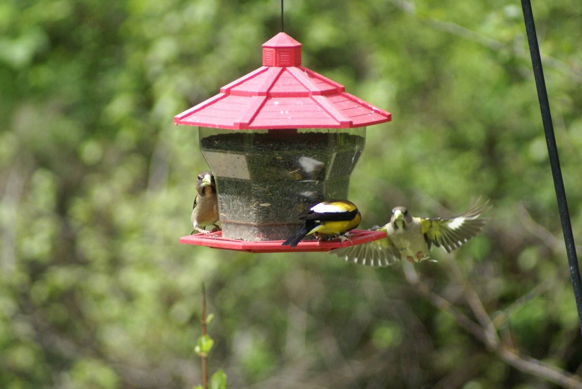 FILE: Three grosbeaks are pictured.