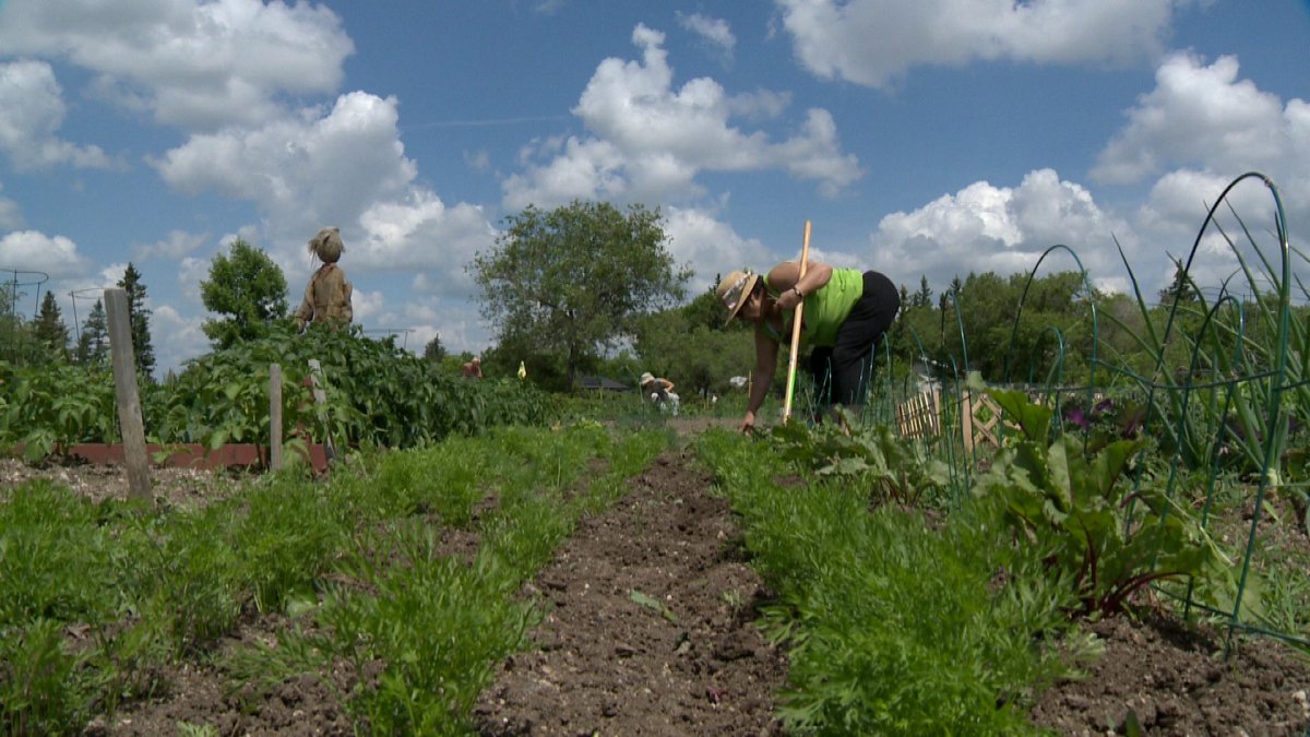 Community gardens attract Regina residents.