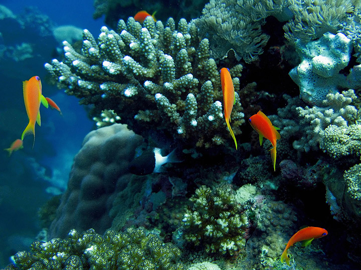 UBC study a 'call to action' to save coral reefs | Globalnews.ca