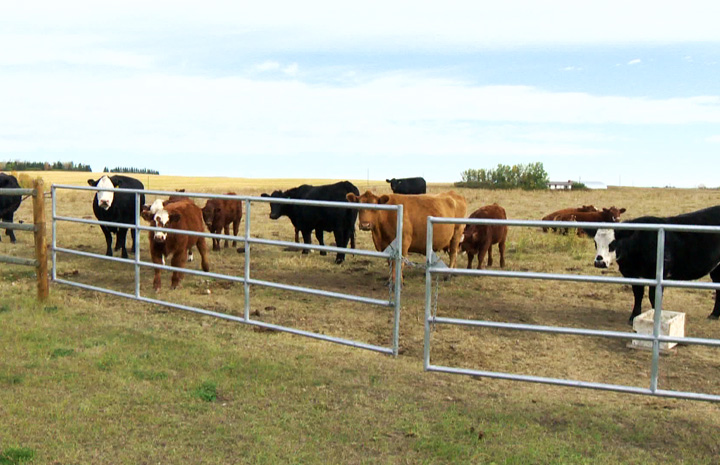 Federal-provincial funding creates research chair dedicated to the improvement of Saskatchewan’s forage industry.