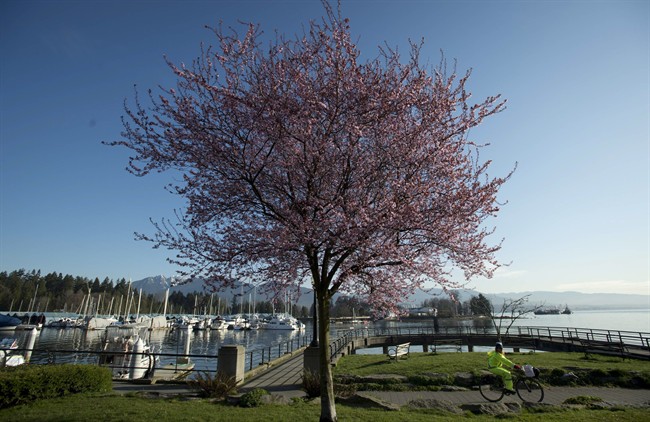 A woman rides her bike past a blooming cherry blossom tree along the seawall in downtown Vancouver, B.C. THE CANADIAN PRESS/Jonathan Hayward.