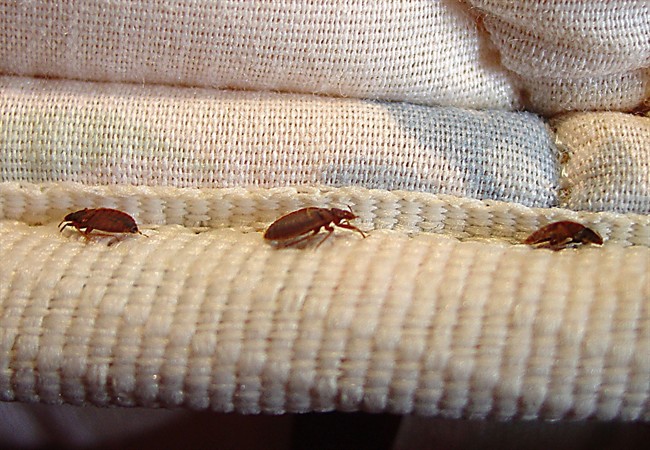 This undated file photo provided by Orkin LLC shows bed bugs.