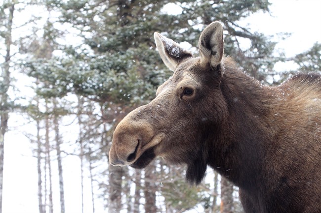 A moose is pictured in Cookville, N.B.