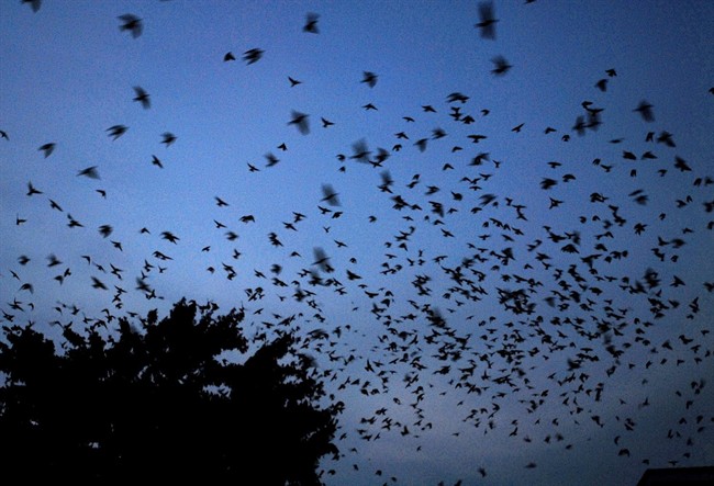 University of Manitoba PhD student Saeedeh Bani Assadi along with biological sciences professor Kevin Fraser found they were able to instill different migration times in nestling purple martins by manipulating light levels in their nest boxes.