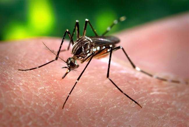  Mefloquine is still prescribed to the travelling public and to
volunteers in the Peace Corps, which also has reduced its use, to prevent malaria --  a life-threatening disease transmitted through mosquitoes. (File Photo).