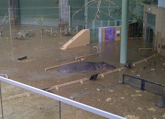 Six-and-a-half-year-old hippo Lobi explores the African Savannah building during flooding on Sunday, June 23, 2013. THE CANADIAN PRESS/ho-Calgary Zoo.
