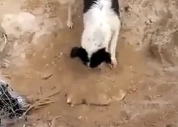 In the video posted on Sunday, a dog can be seen using its snout to push sand over the lifeless pup in what appears to be an act of mourning as passersby looked on from the side of a roadway.