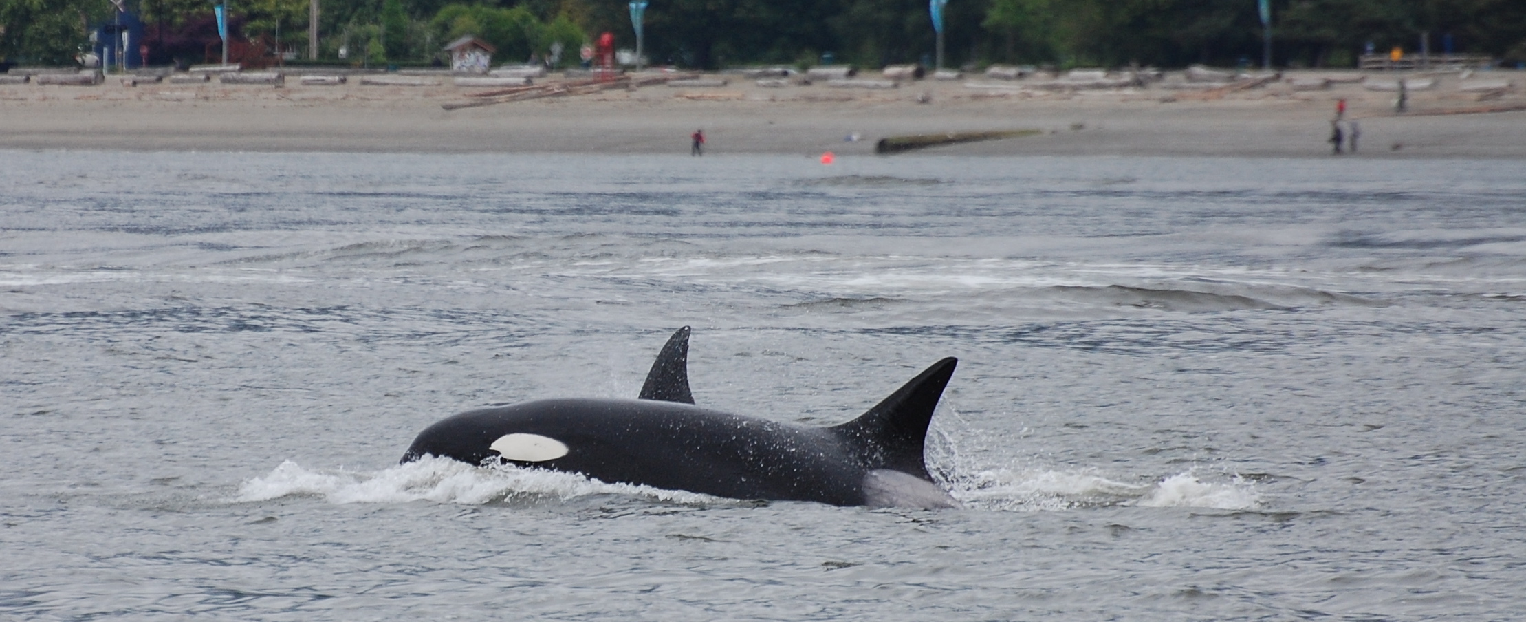 Gallery: Pod Of Orcas Spotted In Vancouver’s Burrard Inlet - BC ...