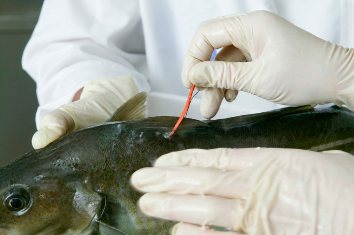 Biologist says no effects found on Lake Diefenbaker fish from high phosphorus.