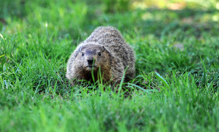 FILE photo. The City of Regina said the annual gopher control program will begin this week.