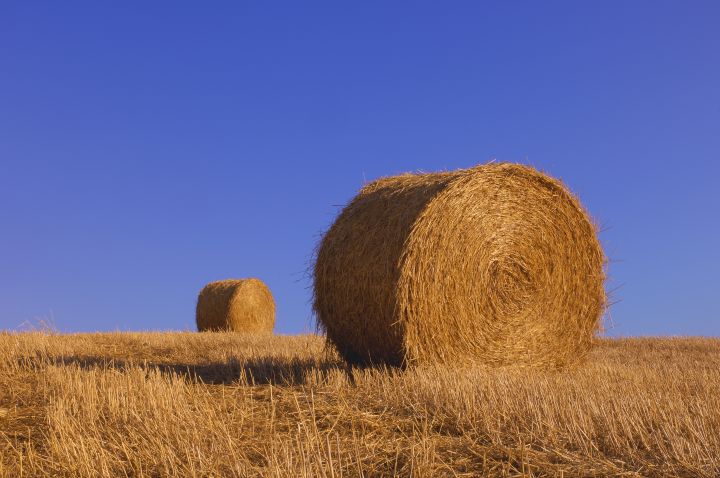 Hay yields on dry land well below five-year average as rain helps alleviate moisture concerns in some areas of Saskatchewan.