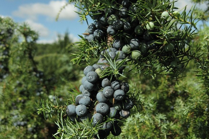 Juniper Berries Increase In UK, Plant Life Has Found
