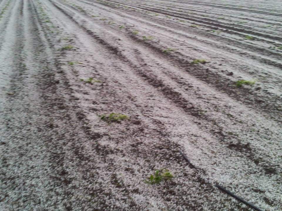 This photo shows just how much hail fell on Noble Gardens, between Lethbridge and Nobleford. 