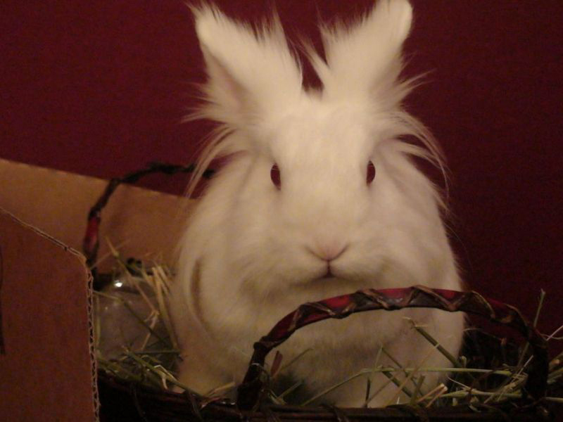 Pet rabbit dead in Kitsilano home robbery – and another one missing ...