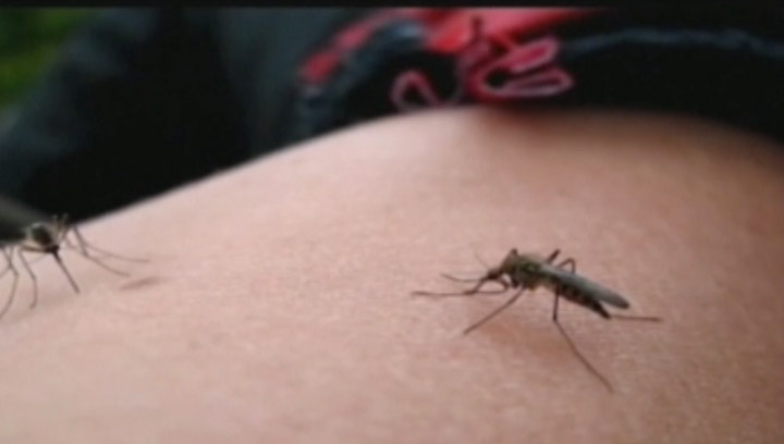 Hot weather, warm nights increases risk of West Nile carrying mosquitoes in Saskatchewan.