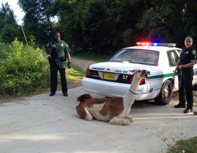 This June 1, 2013, photo provided by the Leon County Sheriff's Office, shows Leon County officials working to corner Scooter, a 7-year-old llama that was on the loose in north Florida, in Tallahassee, Fla. 