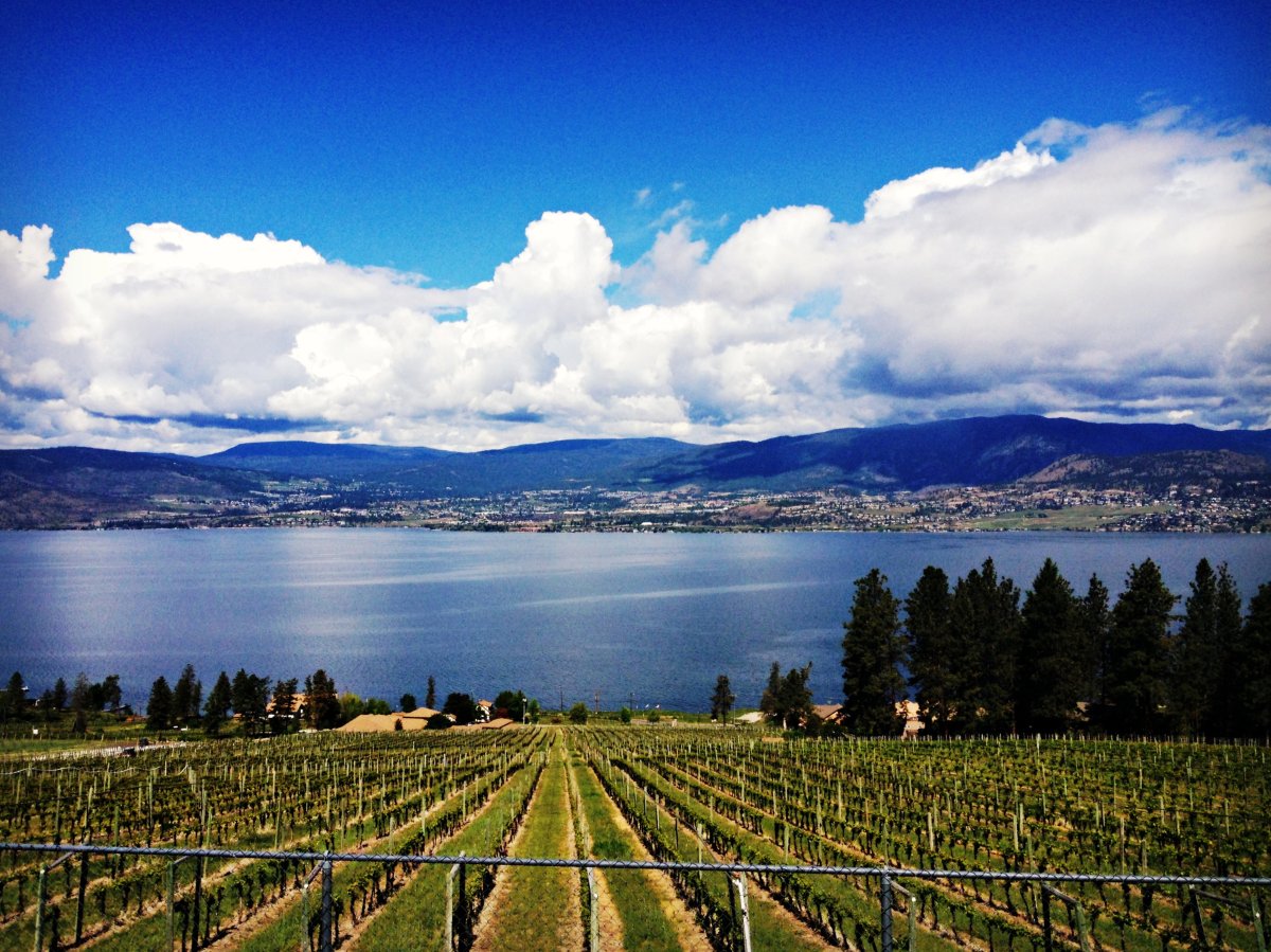 A scenic shot of an Okanagan vineyard. The provincial and federal governments are studying the creation of what they are calling a 'BC Wine Centre of Excellence' to support the province's wine industry.