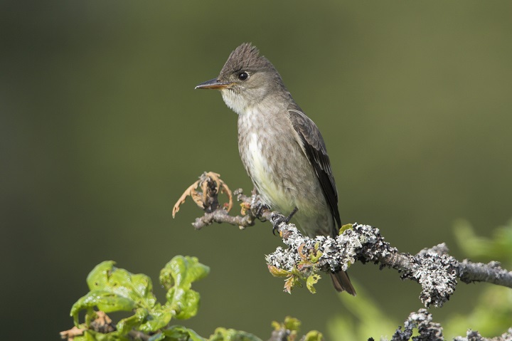 The olive-sided flycatcher has been designated as a threatened species in Manitoba.