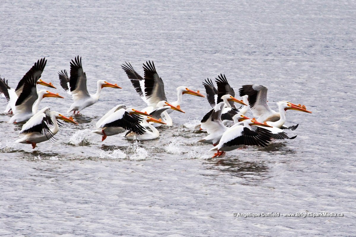 Sure sign spring is on the way – the annual Meewasin pelican watch contest is underway.