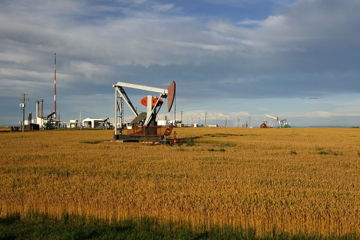 Oilfield pumpjacks, owned by PennWest Petroleum, at work in a huge field ripening wheat near Drumheller, Alberta. 