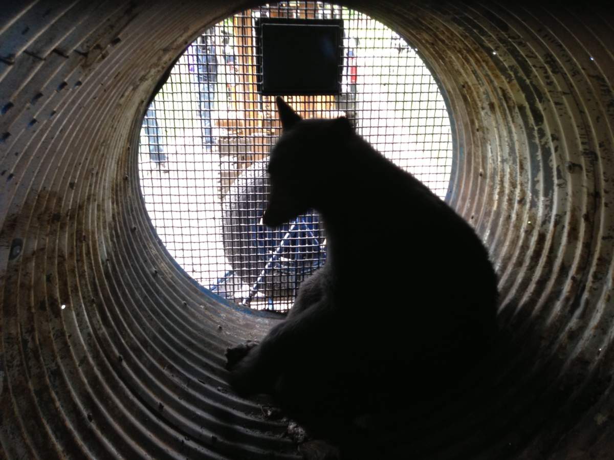 A bear was caught on a Surrey farm Tuesday but is not the same one that was attacking livestock in the area.  