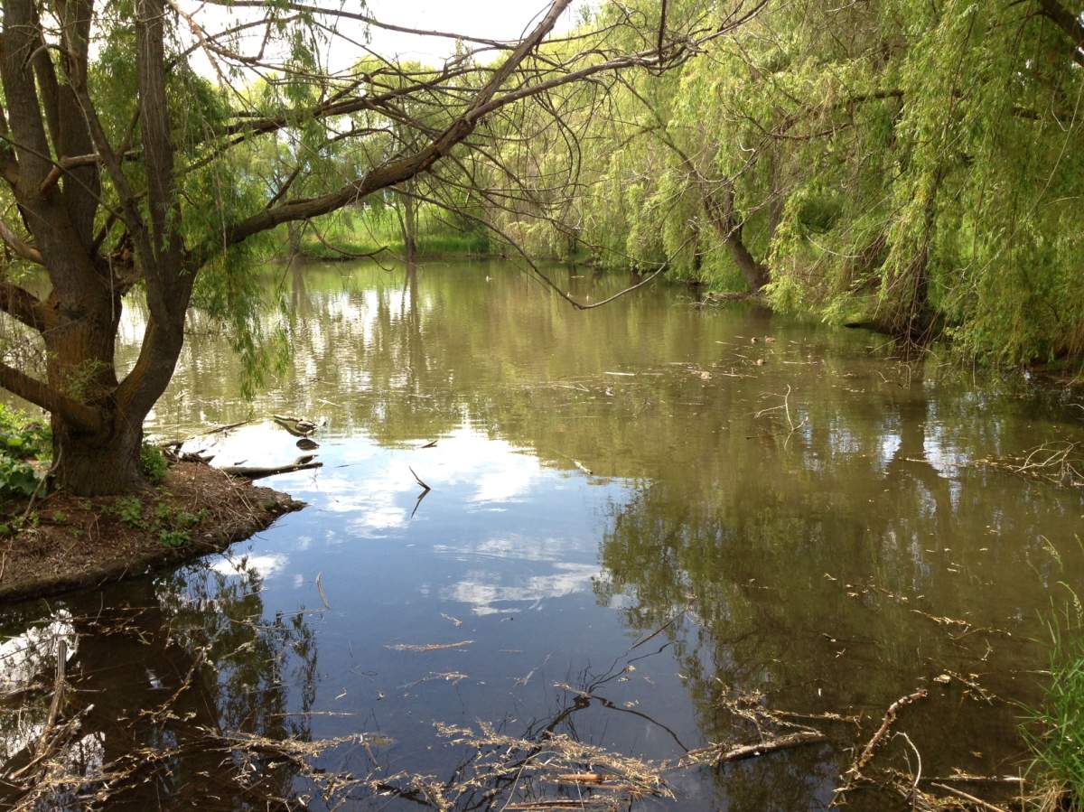 The woman was located by Constable Marty Walker in Chichester Wetlands Park partly submerged in the marshy water. 