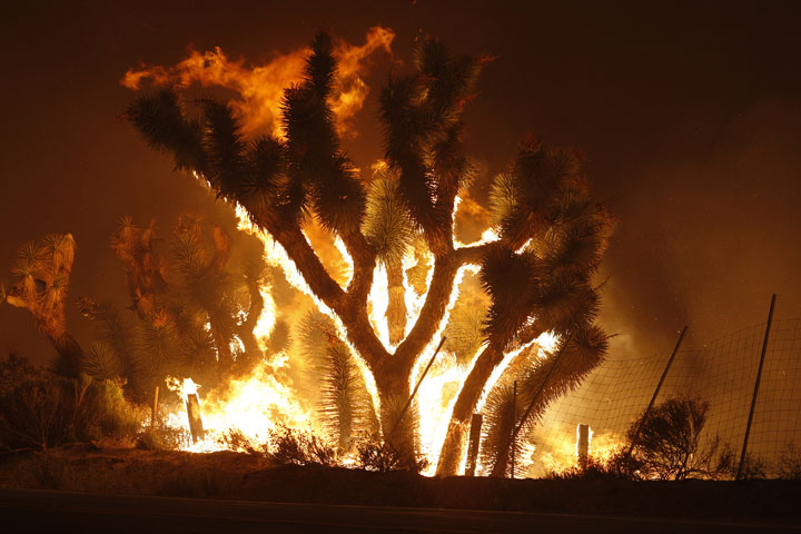 Yuccas catch fire as the Powerhouse fire makes a fast run toward Lake Hughes on June 1, 2013 south of Lake Hughes, California. 