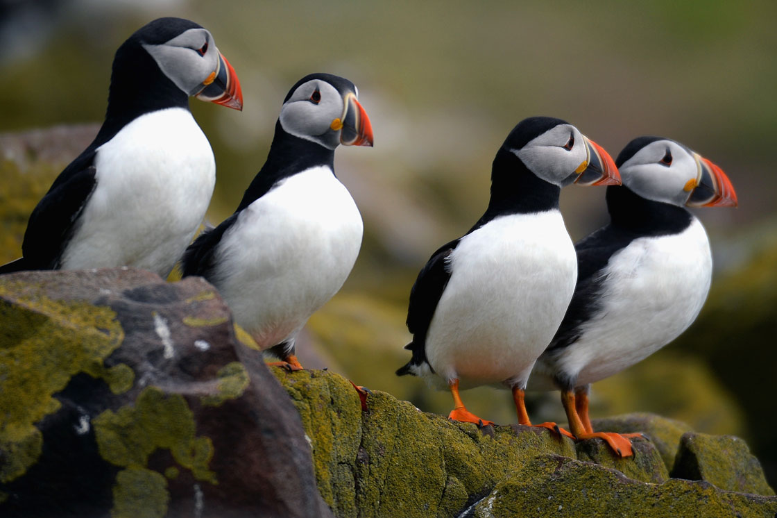 SEAHOUSES, ENGLAND - MAY 16: Puffins return to their summer breeding grounds on the Farne Islands as National Trust rangers carry out a Puffin census on the Farne Islands on May 16, 2013 in Farne, England. 