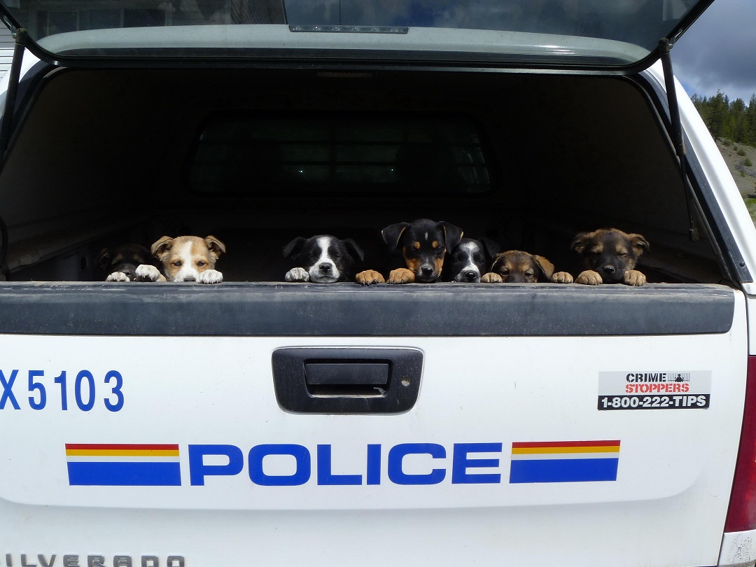Six adorable puppies have been placed in happy homes thanks to the hard work of Alexis Creek Mounties. 
