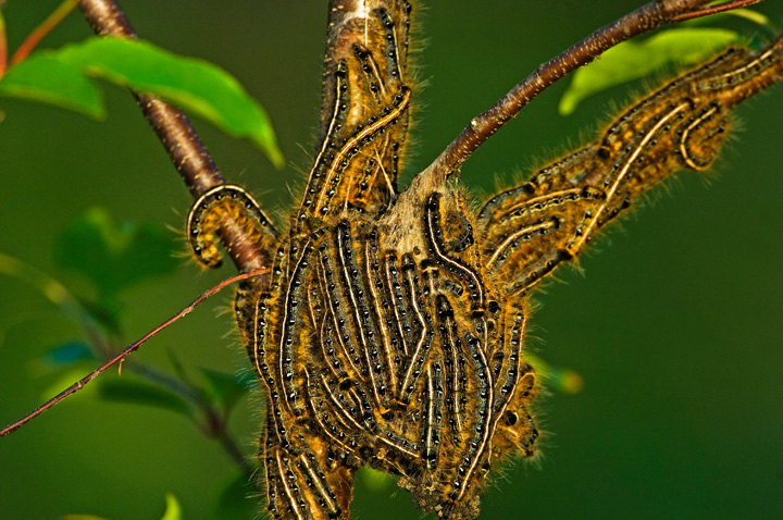 Saskatchewan trees at the mercy of a forest tent caterpillar infestation.