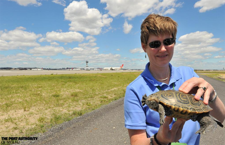Laura Francoeur, PA wildlife biologist, shows off one of the nesting turtles rescued this week.