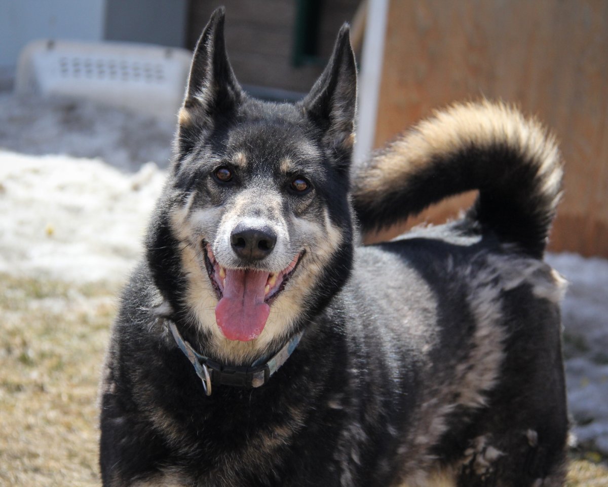 Walter is one of the dogs up for adoption this weekend at Animal Services.