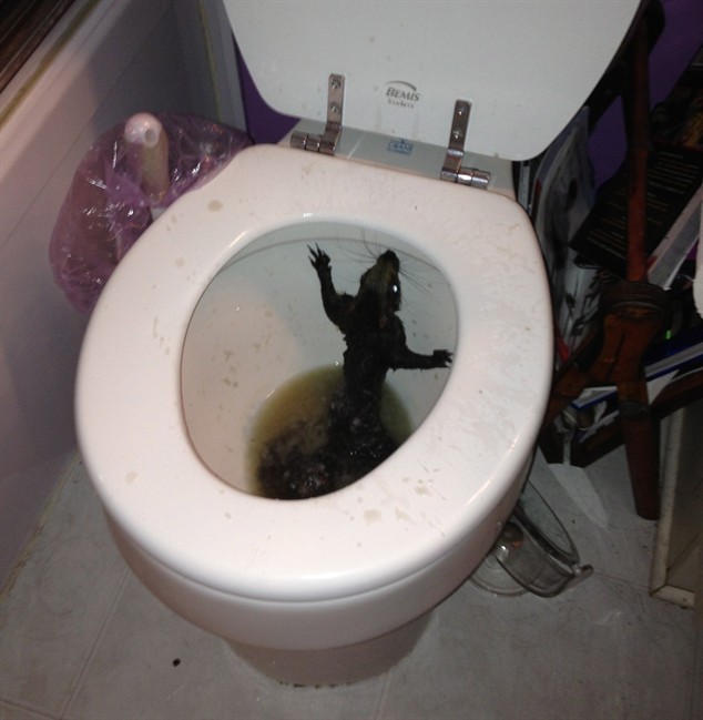 Winnipeg woman rescues squirrel from toilet - image