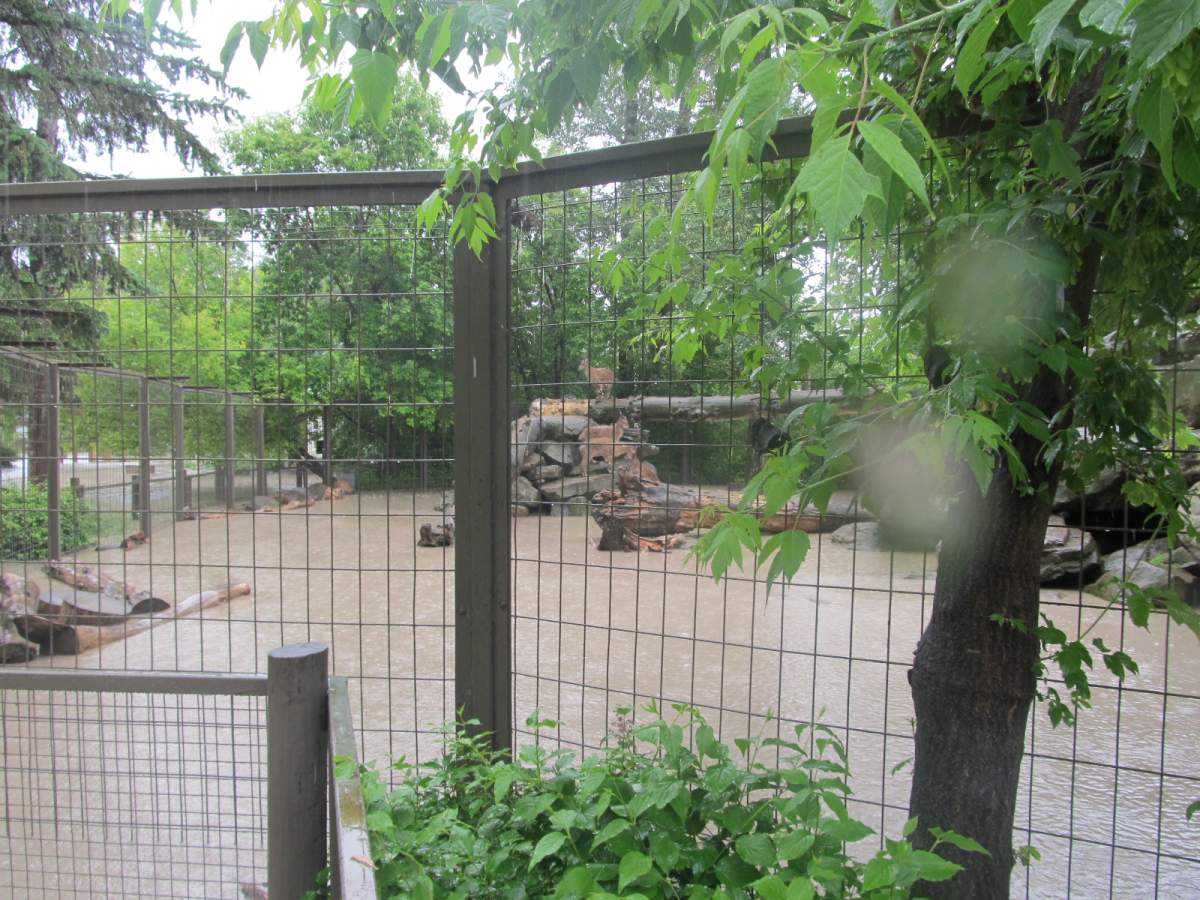 Flooding on June 21st forced many animals to seek higher ground within their enclosures at the Calgary Zoo. 