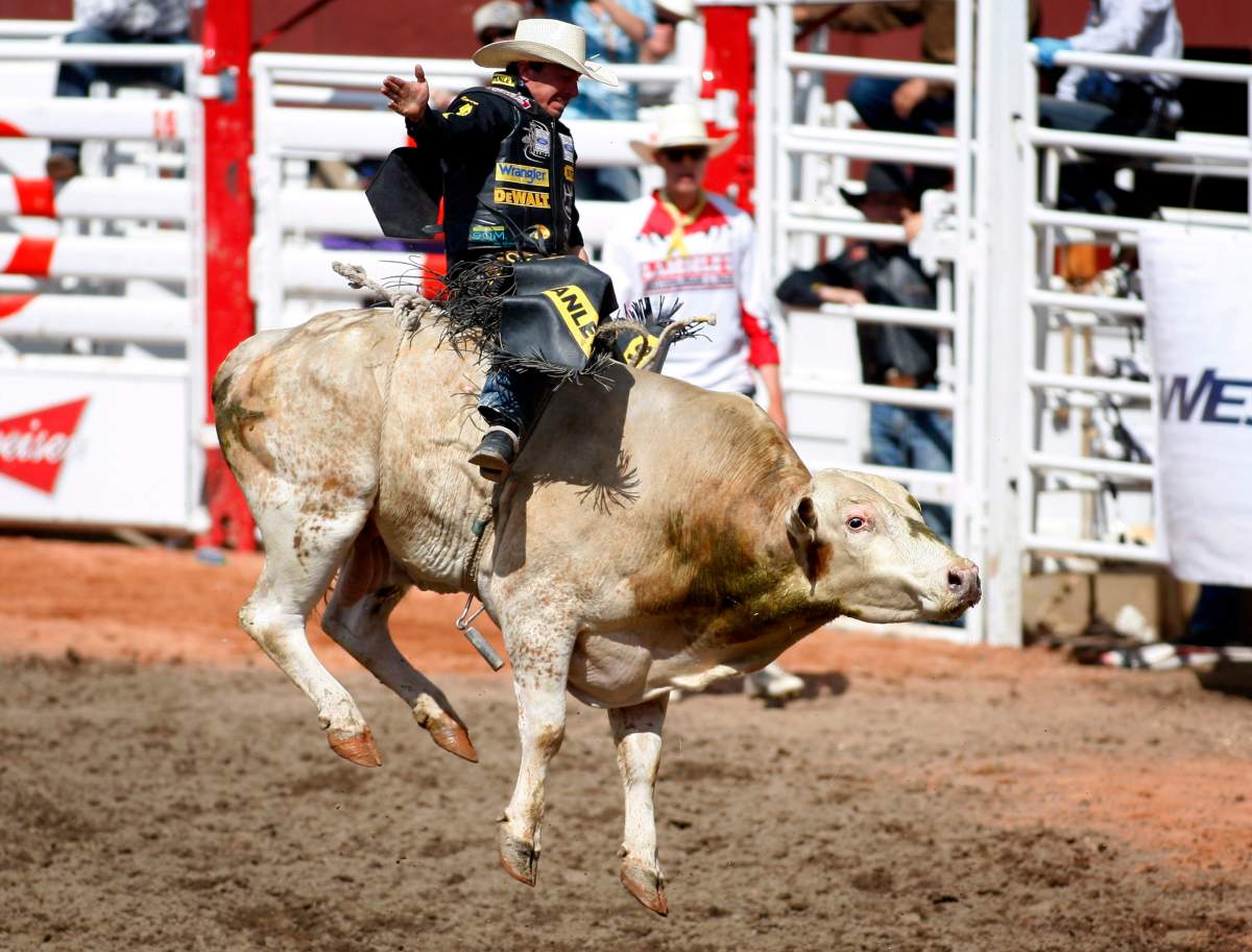 What rodeo and rangeland rookies can expect at the Calgary Stampede - image