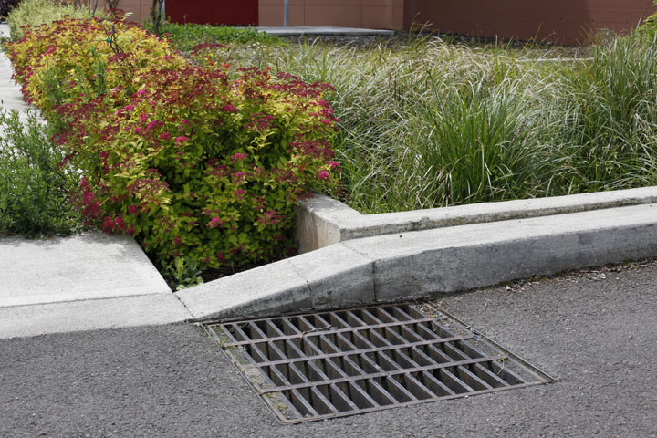 An example of a type of bioswale.