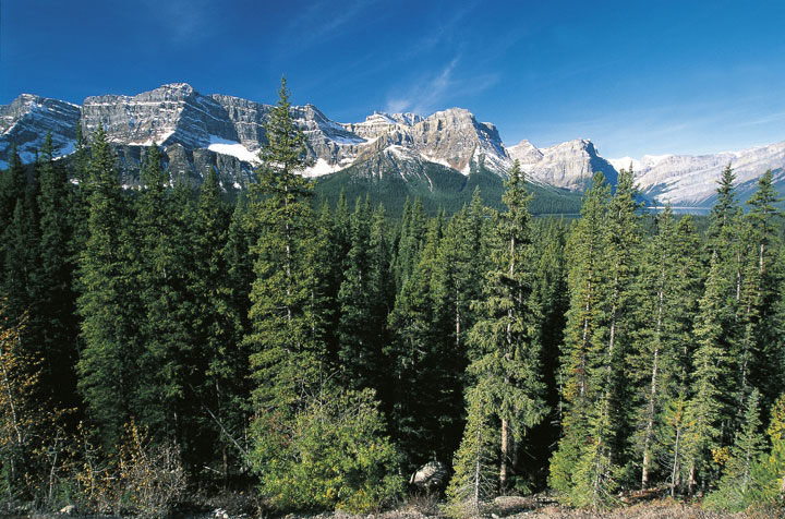 Canada, Alberta, Banff National Park (UNESCO World Heritage List, 1984, 1990). Conifer forests at foot of Rocky Mountains
.