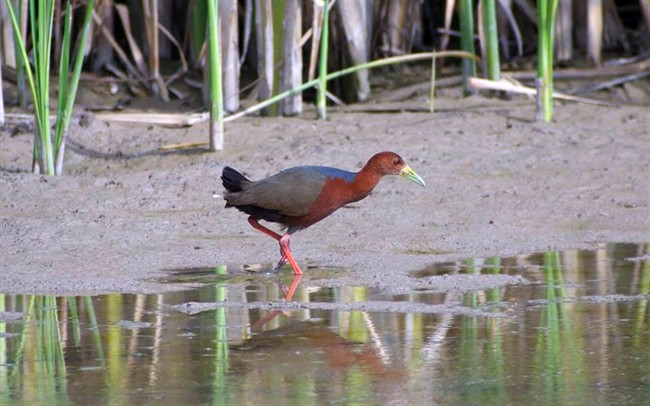 Tropic bird goes astray, sparks NM birding frenzy - image