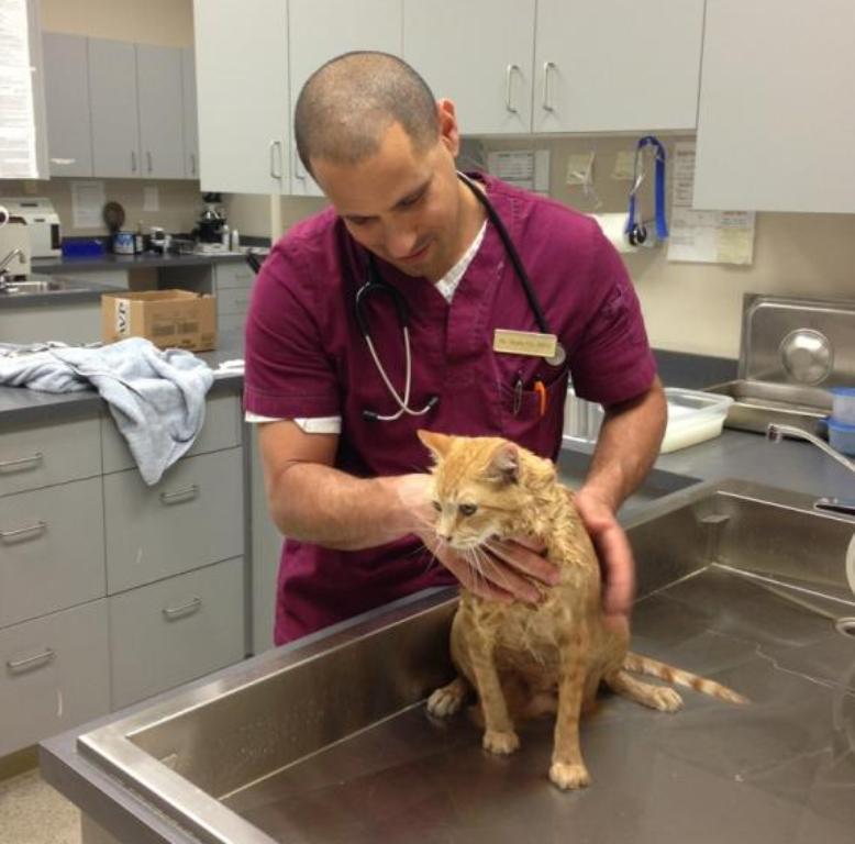 Arlo getting his check-up at the vet.