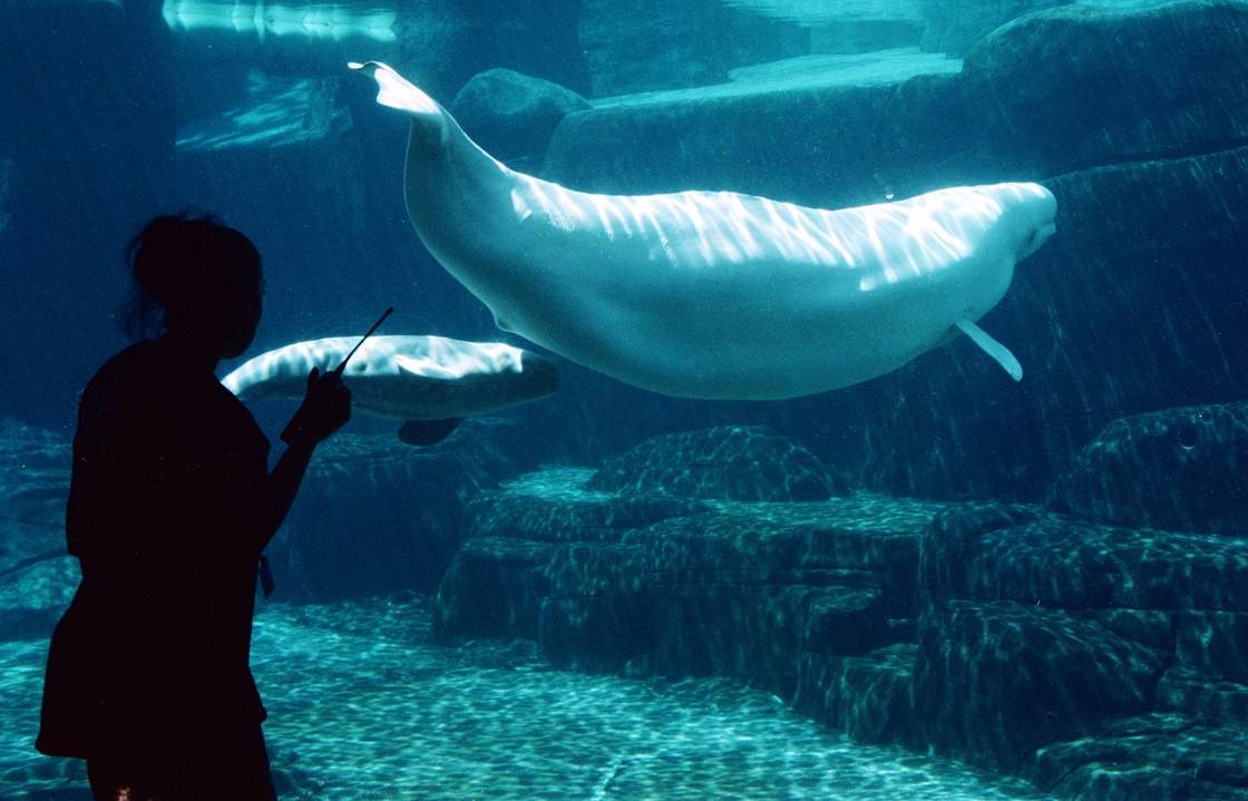 Belugas swim at the Vancouver Aquarium Marine Science Centre in 2002. A motley cultural crew is coming together to perform for belugas in northern Manitoba.